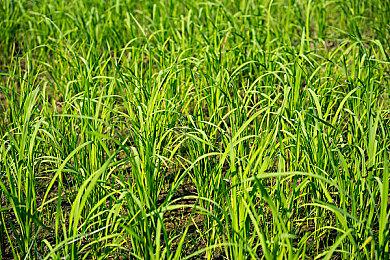 《幻兽帕鲁》推出0.1.4.1更新 修复翠叶鼠雕像反效果等问题